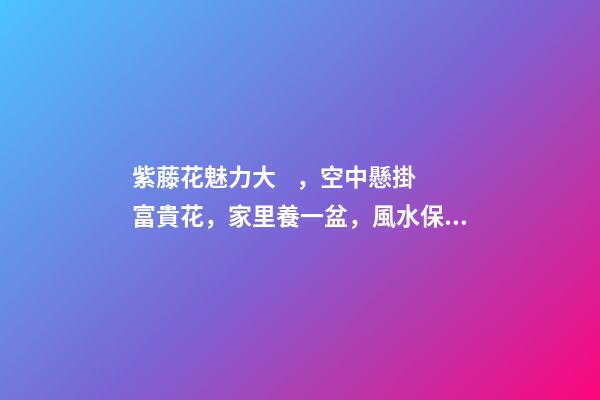 紫藤花魅力大，空中懸掛富貴花，家里養一盆，風水保家